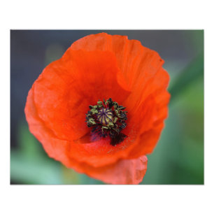 Snygg Vild Red Poppy Fototryck