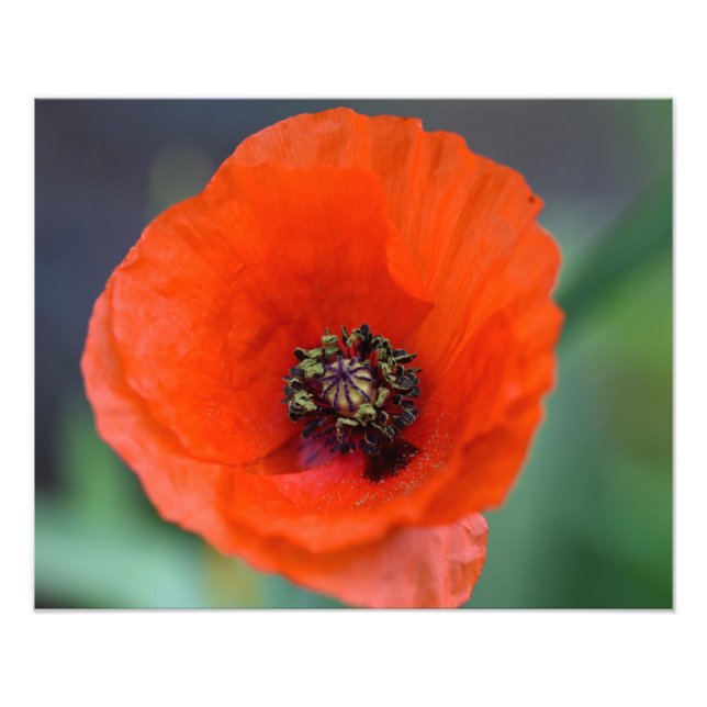 Snygg Vild Red Poppy Fototryck (Framsidan)
