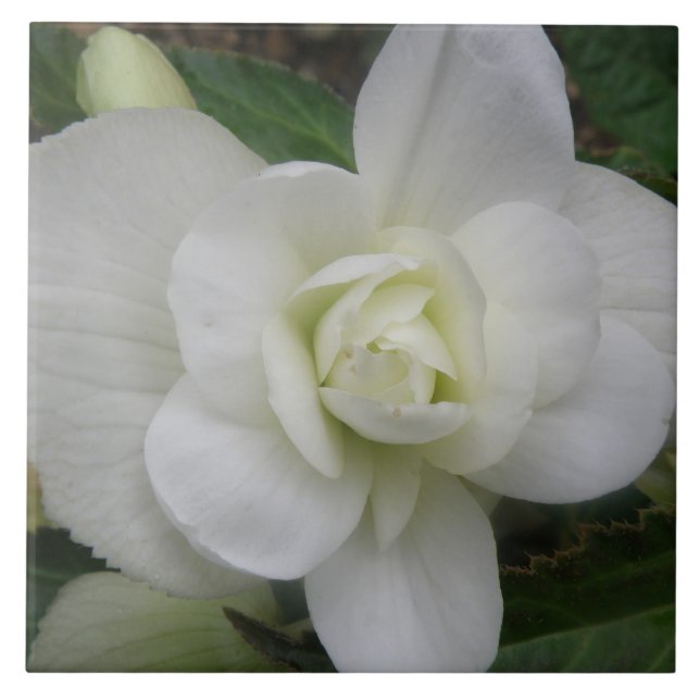 Snygg vit nejlika kakelplatta (Framsidan)