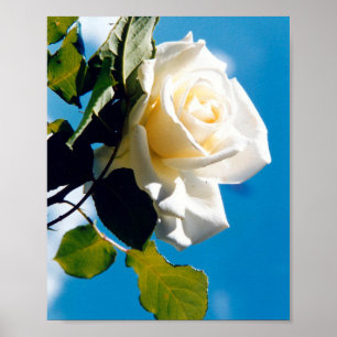 Snygg Vit ros Poster