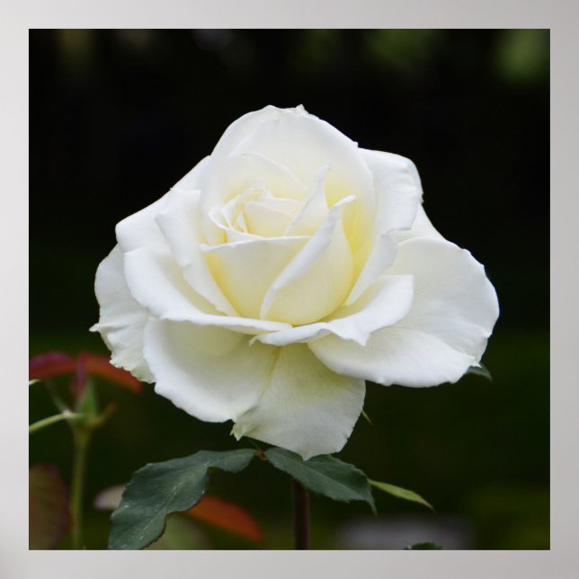 Snygg vit ros poster (Framsidan)