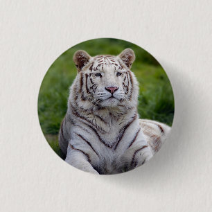 Snygg vit tiger Photo Knapp