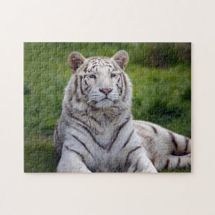 Snygg vit tiger Photo Pussel