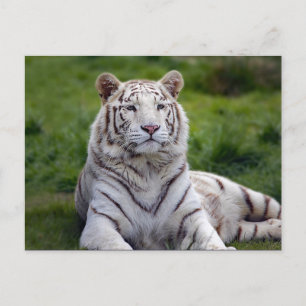 Snygg vit tiger Photo Vykort