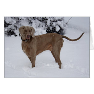 Snygg Weimaraner i snö Hälsningskort