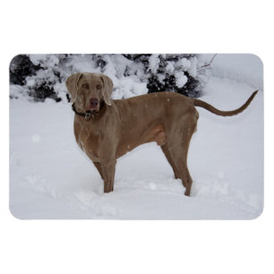 Snygg Weimaraner i snö Magnet