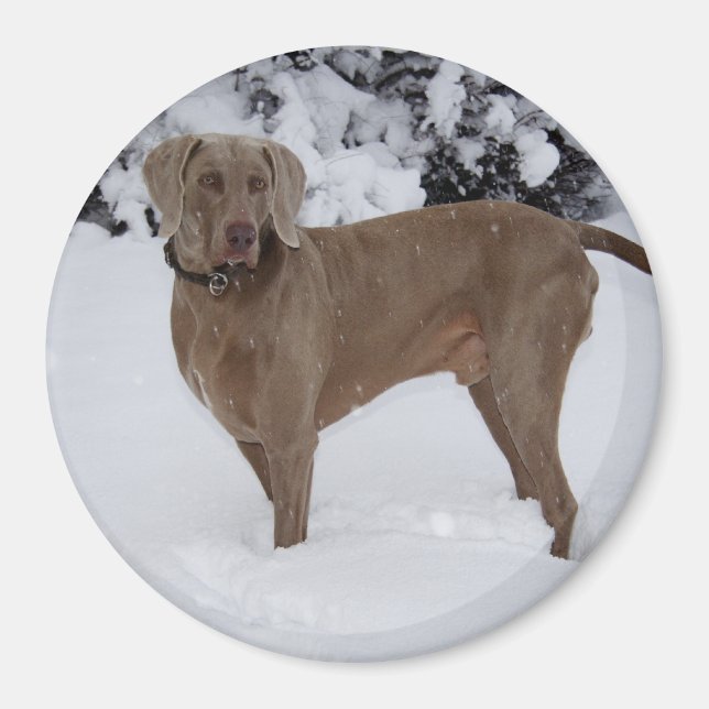 Snygg Weimaraner i snö Magnet (Framsidan)