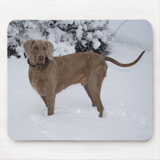Snygg Weimaraner i snö Musmatta (Framsidan)