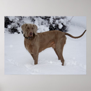 Snygg Weimaraner i snö Poster