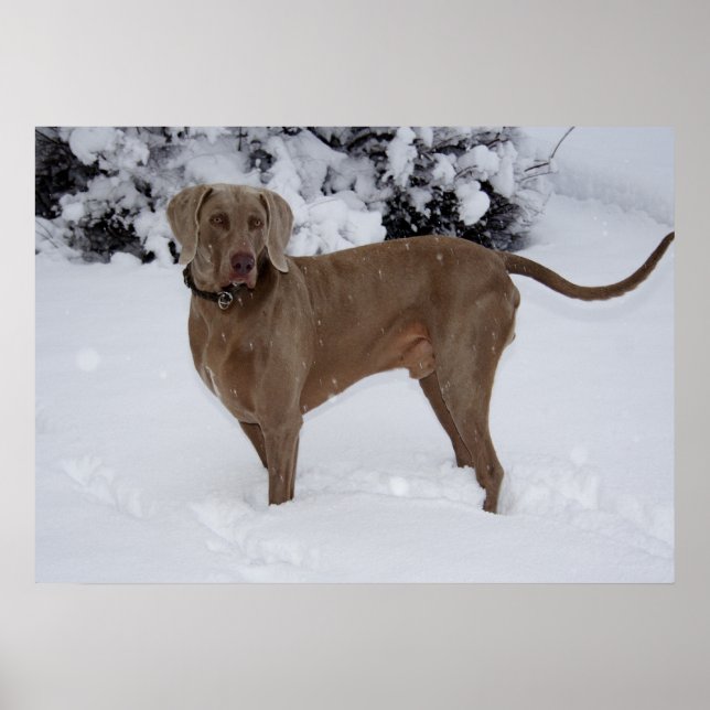 Snygg Weimaraner i snö Poster (Framsidan)