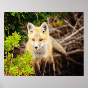 Snygg Young Fox Kit Poster