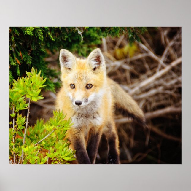 Snygg Young Fox Kit Poster (Framsidan)