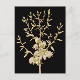 Snygg Yucca Flower Bloom på natten i Texas Vykort