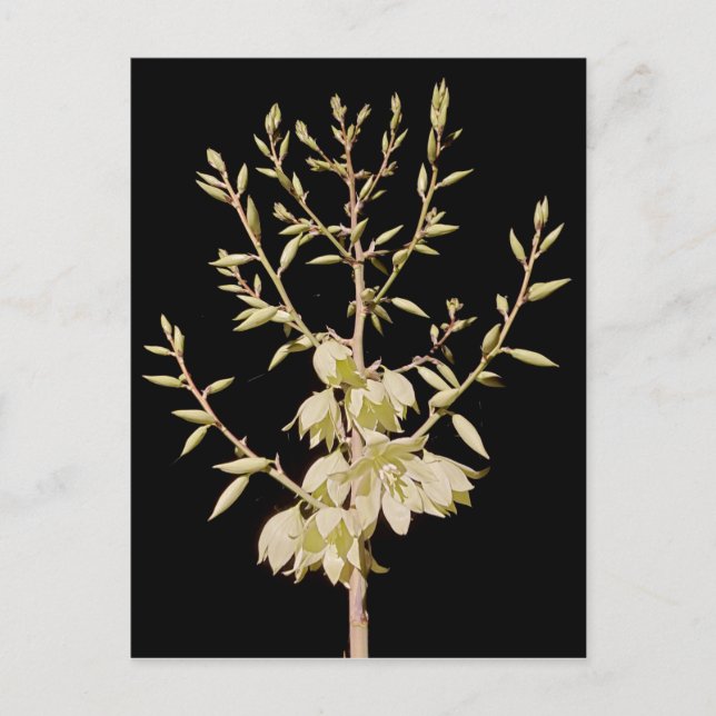 Snygg Yucca Flower Bloom på natten i Texas Vykort (Framsida)