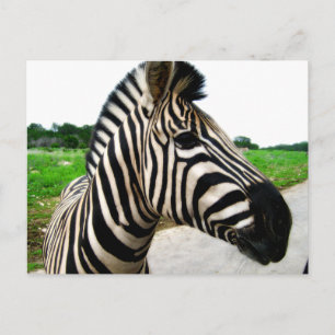 Snygg Zebra-fotografi Vykort