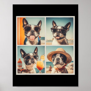 Snygga Boston Terrier Singlar Hundar Sommarlov B Poster