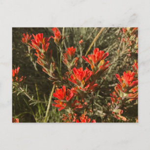 Snygga röda indiska färgpensel Wildblommor Vykort