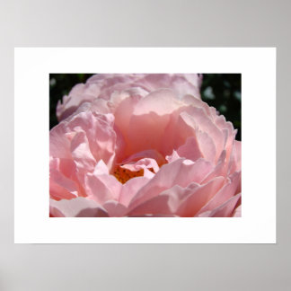 Snygga Rosa ros Flower Fine Art Prages Ro Poster
