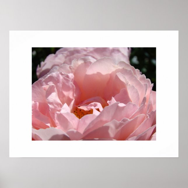 Snygga Rosa ros Flower Fine Art Prages Ro Poster (Framsidan)
