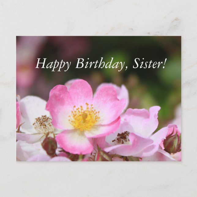 snygga rosa vilda rosenblommor för damer vykort (Framsida)