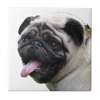 Snygga vita Pug-fotoaccessoarer, lägg till namn Kakelplatta