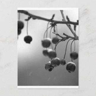 Snyggt Black + White jul Berries Helg Vykort