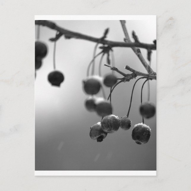 Snyggt Black + White jul Berries Helg Vykort (Framsida)