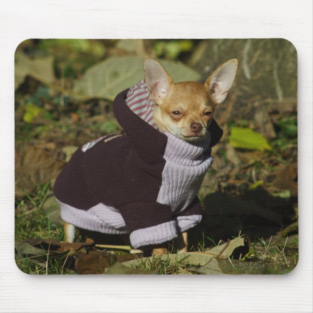 Snyggt Chihuahua Musmatta (Framsidan)