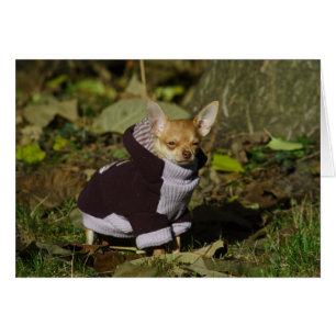 Snyggt Dsed Chihuahua Puppy OBS Kort