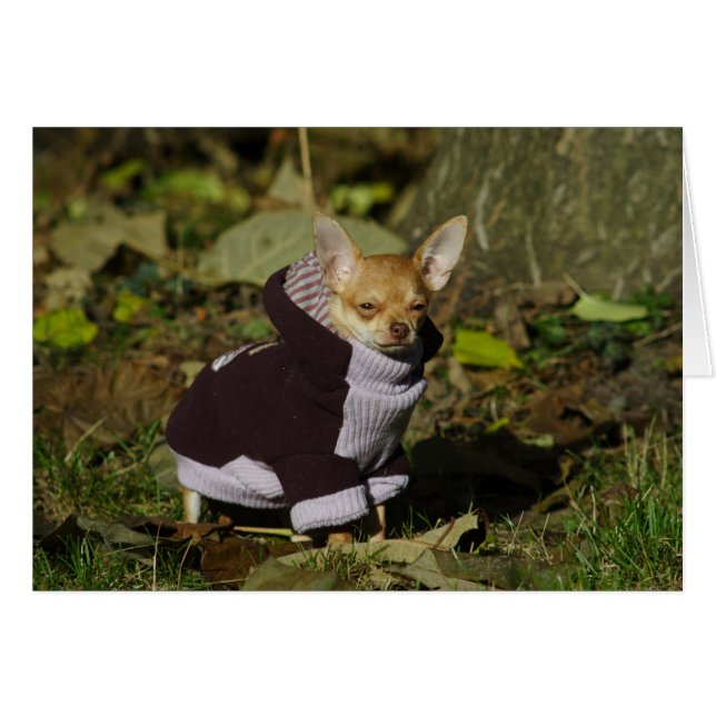 Snyggt Dsed Chihuahua Puppy OBS Kort (Framsidan Horizontal)