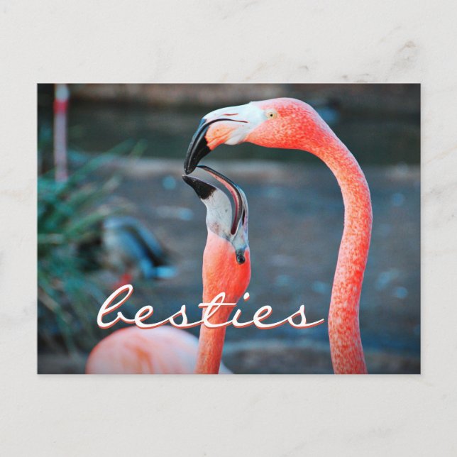 Snyggt för rosa Flamingo Friends Photo Besties- Vykort (Framsida)
