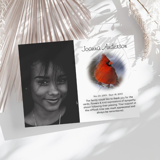 Snyggt Foto Red Cardinal Funeral Tack (Skapare uppladdad)