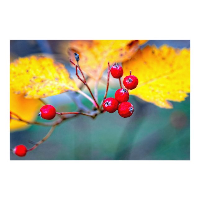 Snyggt hawthorn bär på hösten fototryck (Framsidan)