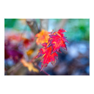 Snyggt Japansk apel-löv Fototryck