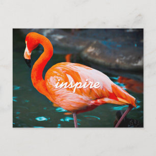 Snyggt Rosa Flamingo Photo Inspire Modern Script Vykort