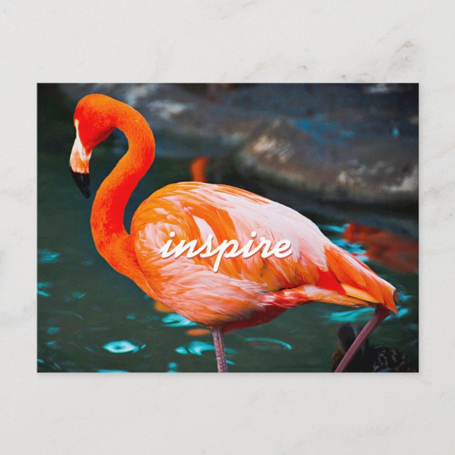 Snyggt Rosa Flamingo Photo Inspire Modern Script Vykort (Framsida)