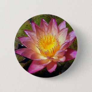 Snyggt Rosa Vatten Lily Photograph Knapp