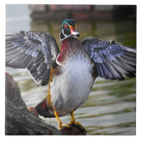 Snyggt slående fotografi av Wood Anka Florida