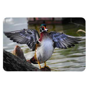 Snyggt slående fotografi av Wood Anka Florida Magnet