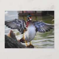 Snyggt slående fotografi av Wood Anka Florida