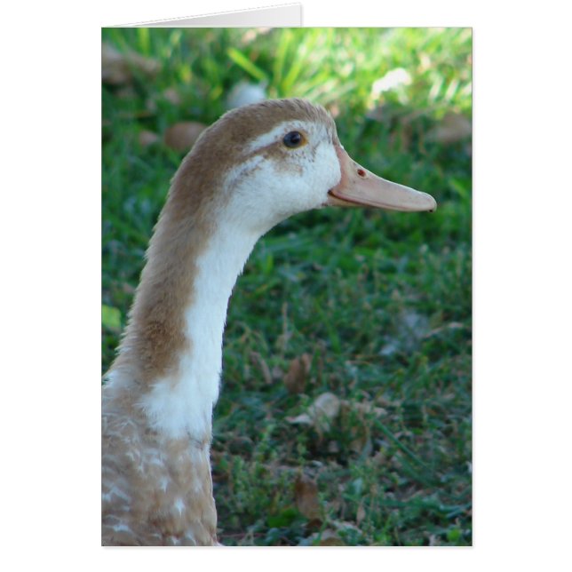 Snyle Mule Anka Hälsningskort (Framsidan)