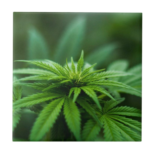 Snyval Ogräs Plant Kakelplatta (Framsidan)