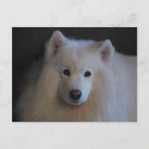 Snyval Samoyed Vykort