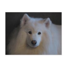 Snyval Samoyed
