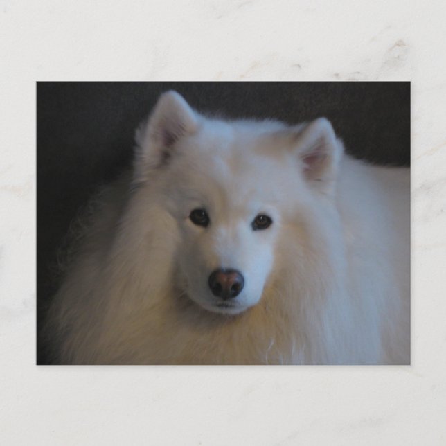 Snyval Samoyed Vykort (Framsida)