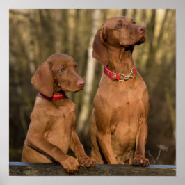 Snyval Vizsla Sport Hundar Poster