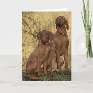 Snyval Vizsla Sport Hundar Tack Kort