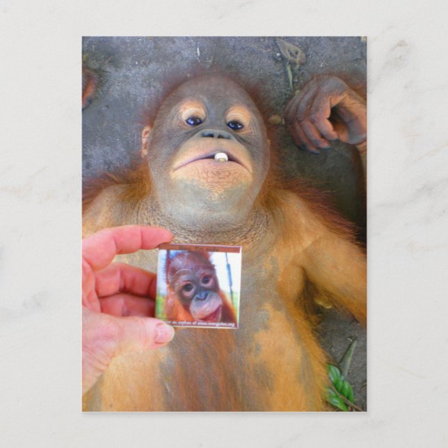 SnyVt Baby Zazzle Fläkt Vykort (Framsida)