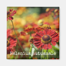 Snyzeweed Botanical Magnet