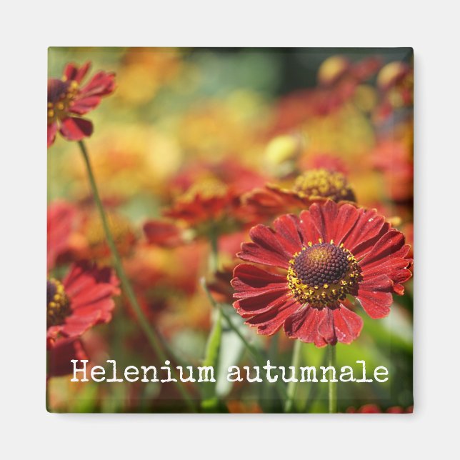 Snyzeweed Botanical Magnet (Framsidan)